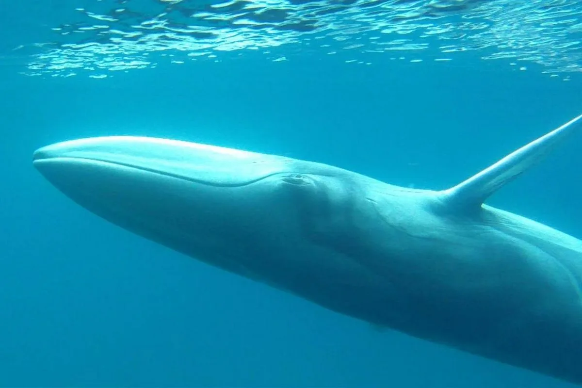 Balaine d'Omura à Nosy Be baleines randeau excursion