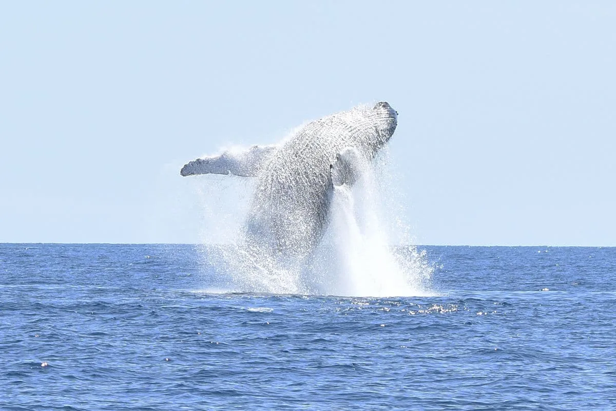 baleine a bosse saute à nosy be
