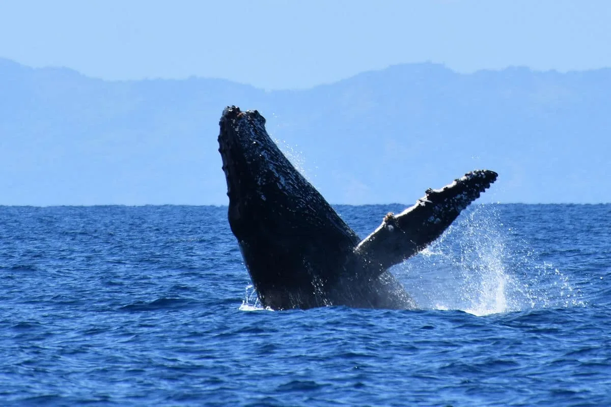 baleine a bosses à nosybe baleines randeau excursion