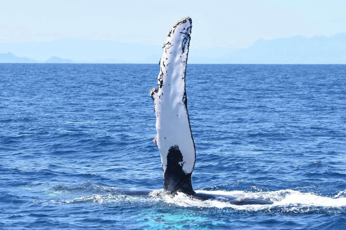 baleine à nosy be - baleines randeau excursion