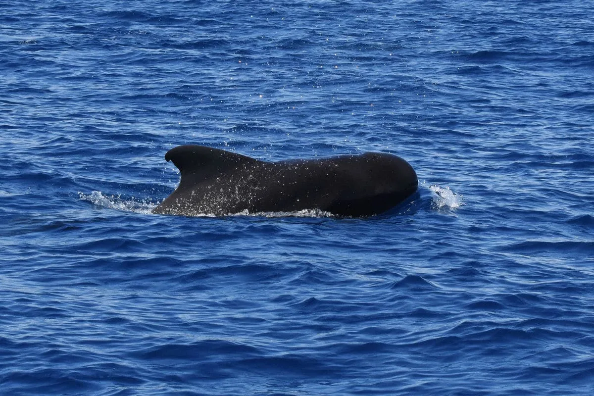 Dauphins à nosy iranja Dauphins à nosy iranja