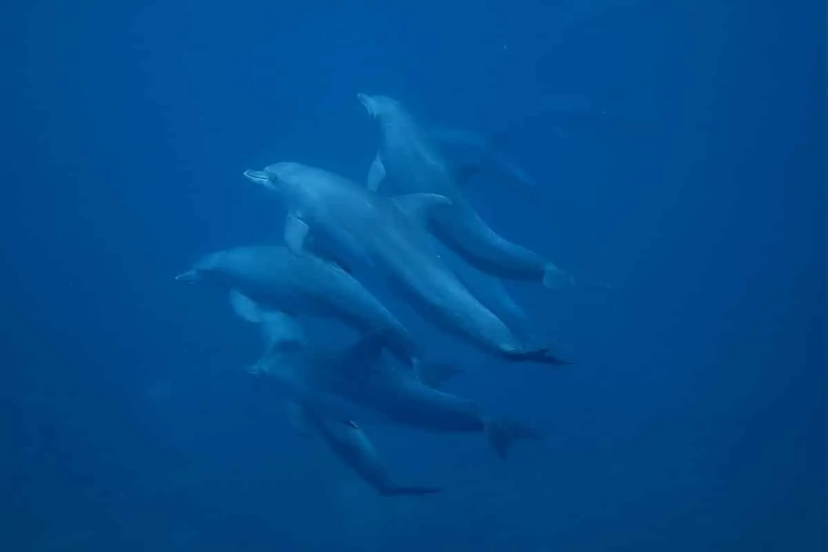 Dauphins à nosy iranja Dauphins à nosy iranja