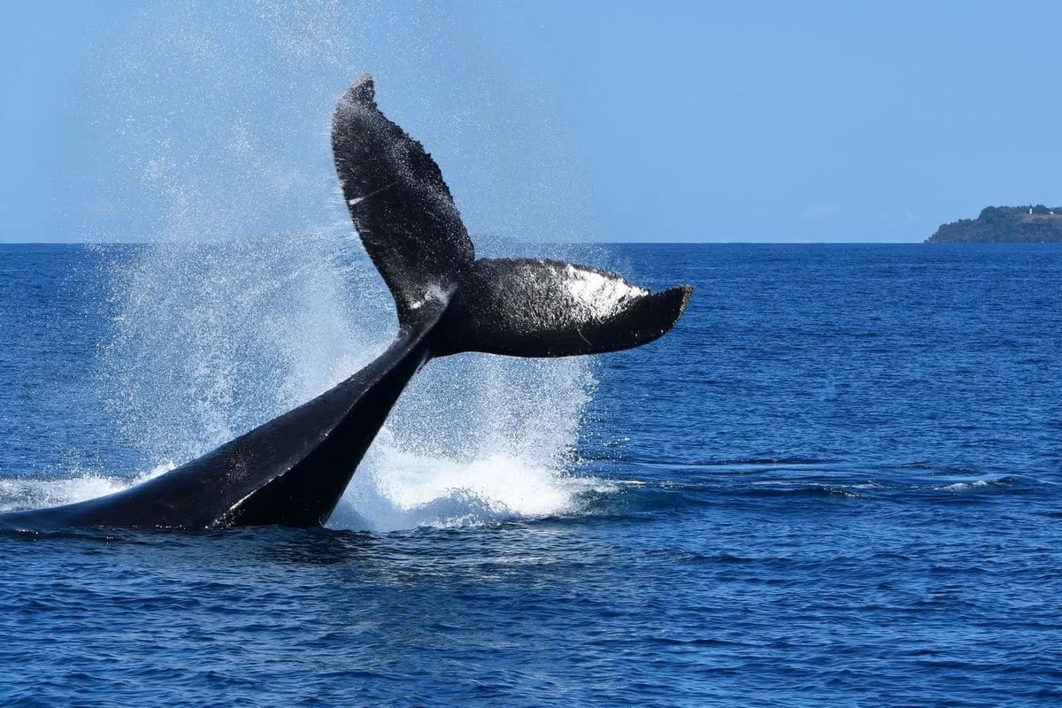 baleine à nosy be excursion