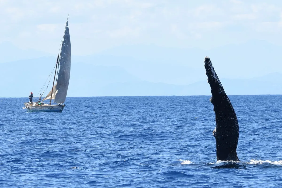 baleine à nosy be baleines randeau excursion