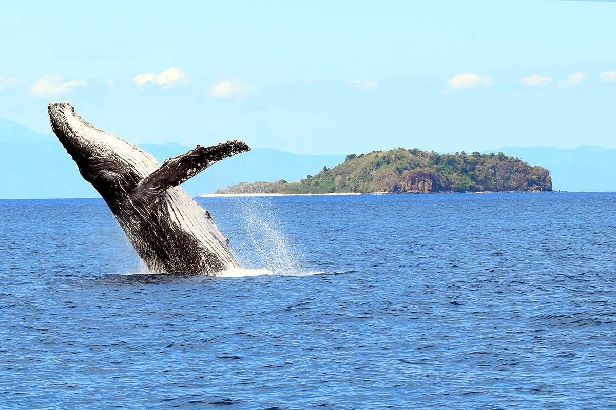 Nosy Tanikely baleines randeau excursion nosy be
