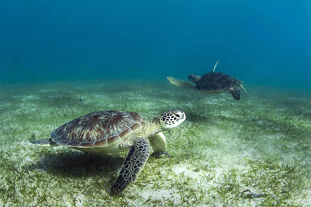 tortues sakatia nosy be excursion baleines randeau Randeau palmée
