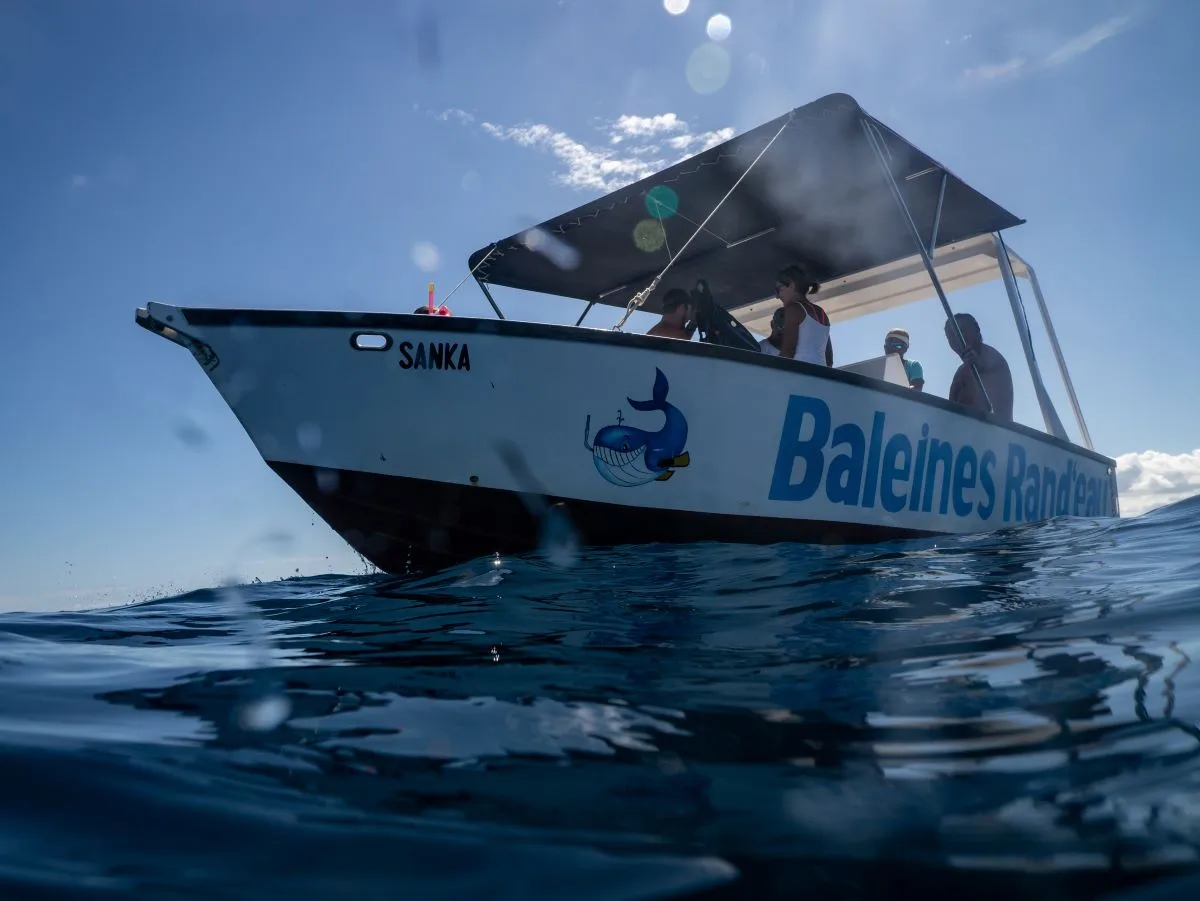 Baleines Randeau excursions Nosy Be