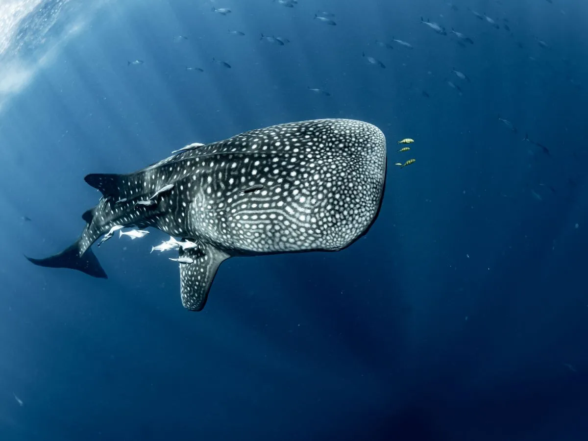 Madagascar Whale sharks project
