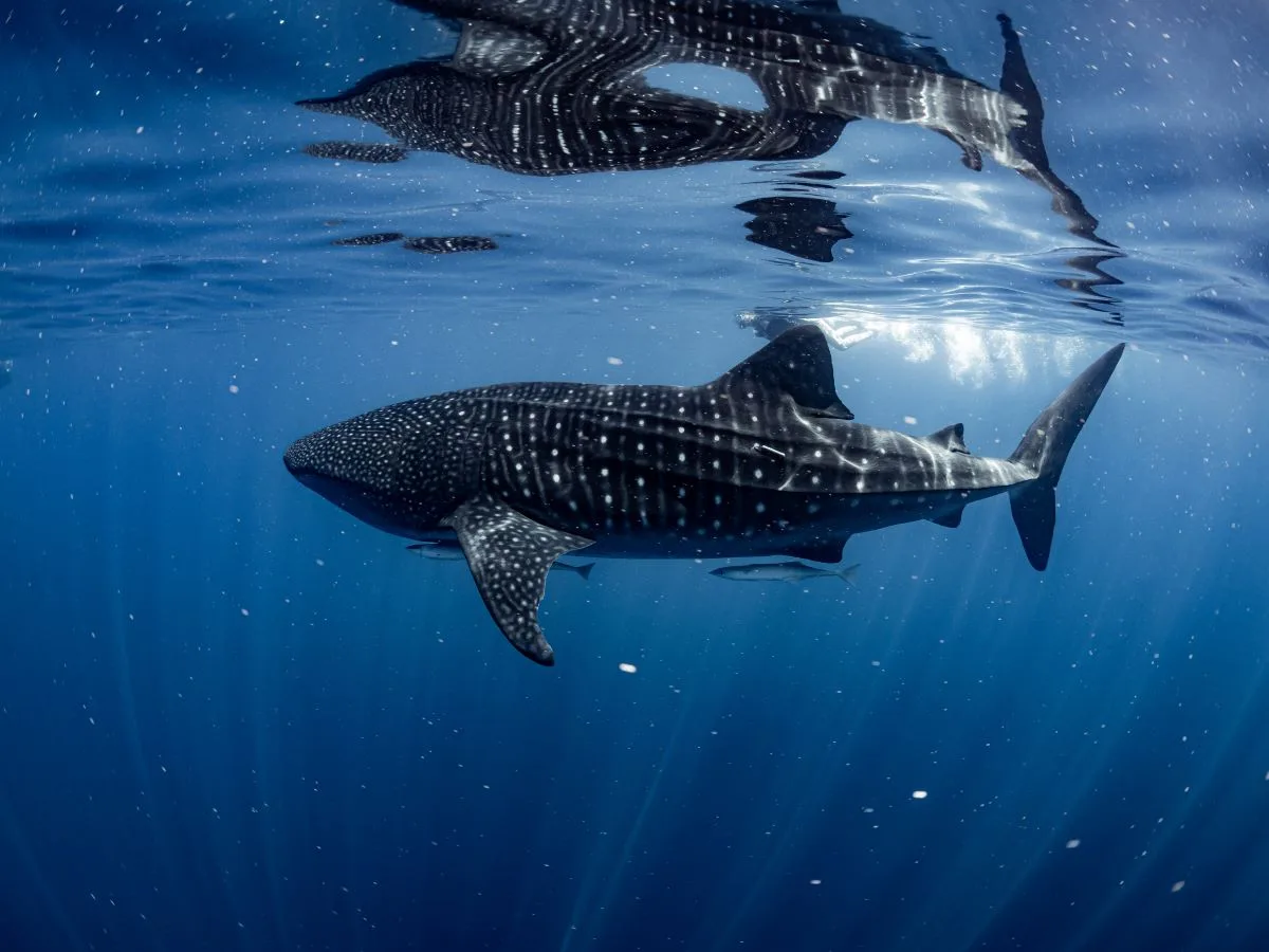 Madagascar Whale sharks project