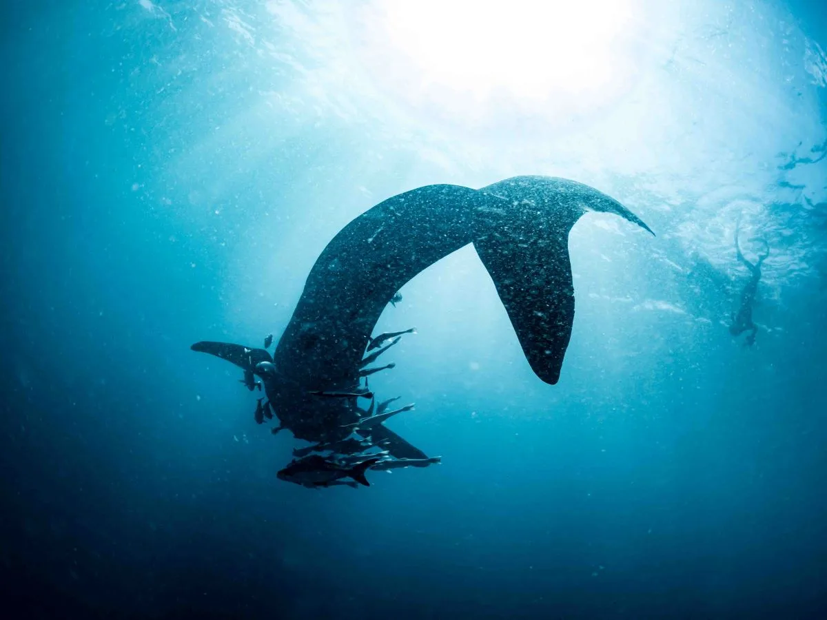 Madagascar Whale sharks project