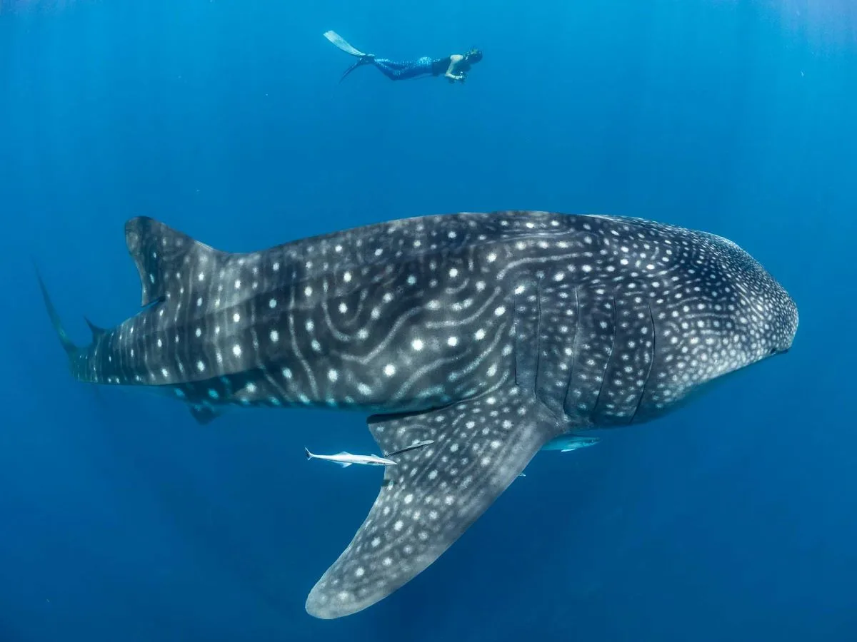Madagascar Whale sharks project