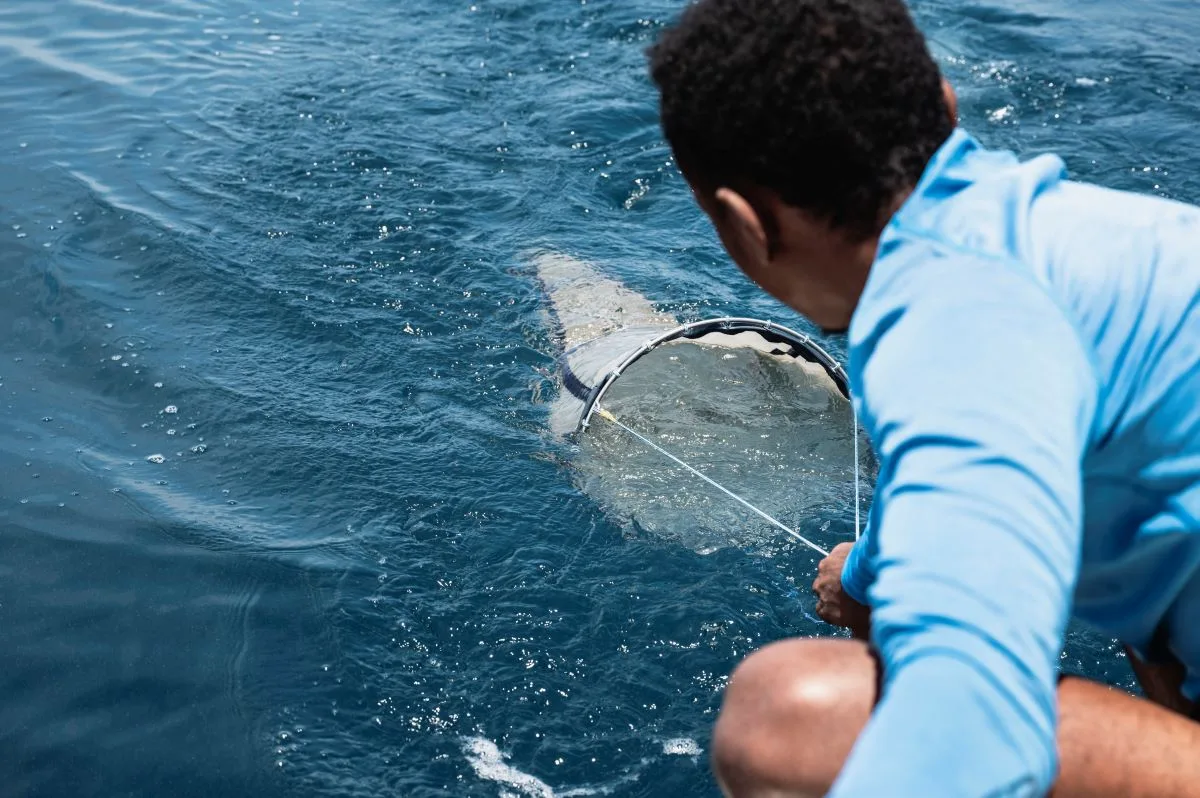Madagascar Whale sharks project