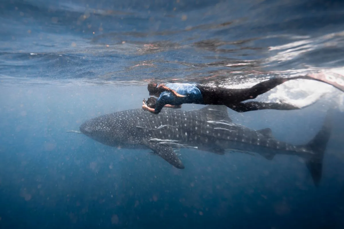 Madagascar Whale sharks project