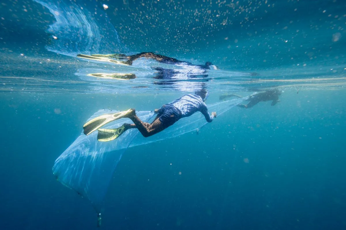 Madagascar Whale sharks project