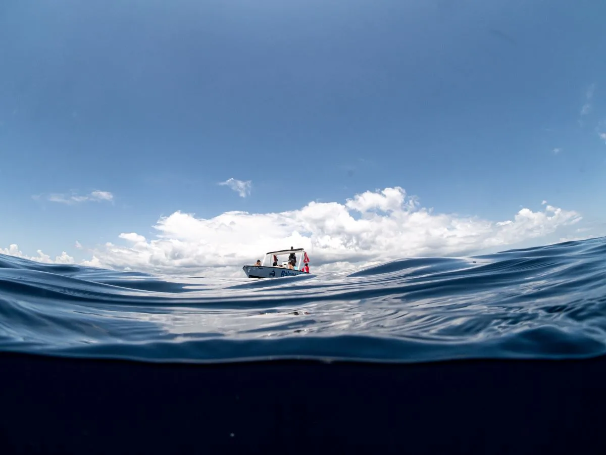 Madagascar Whale sharks project